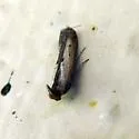 Lesser Cornstalk Borer - Hodges#5896 - photo 3