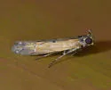 Lesser Cornstalk Borer - Hodges#5896 - photo 4