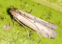 Lesser Cornstalk Borer - Hodges#5896 - photo 5