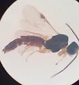 Elasmosoma michaeli - photo 2