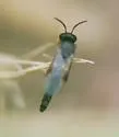 Elasmosoma schwarzi - photo 2