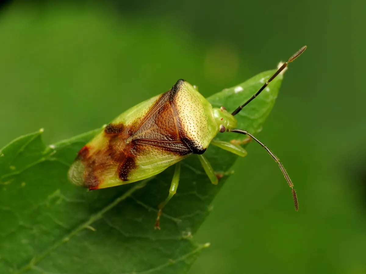 Elasmostethus atricornis