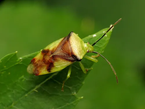Elasmostethus atricornis - photo 2