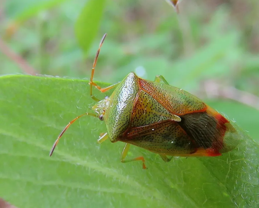 Elasmostethus minor - photo 2