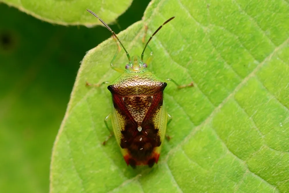 Elasmostethus nubilus - photo 2