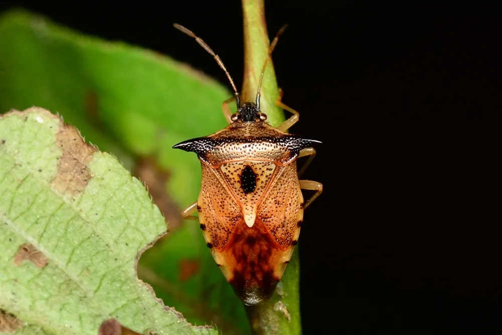 Bilberry Shieldbug - photo 3
