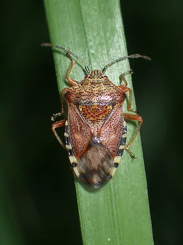 Elasmucha fieberi