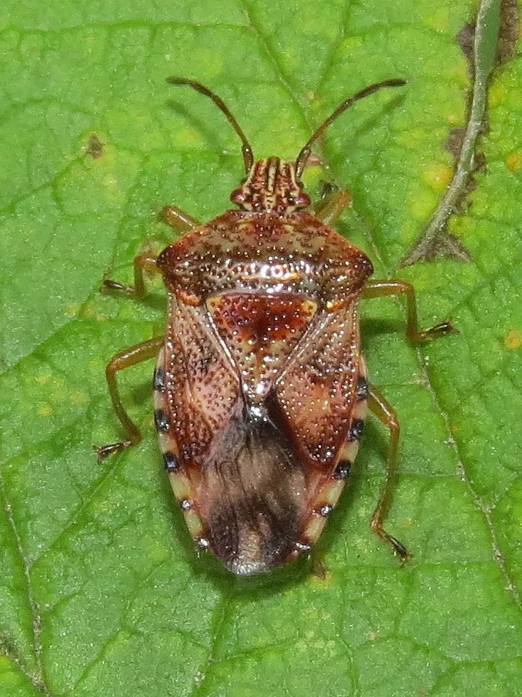 Elasmucha lateralis