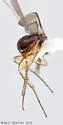 Elasmus polistis - photo 3