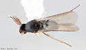 Elasmus polistis - photo 4