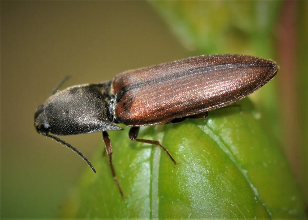 Click Beetles - photo 2