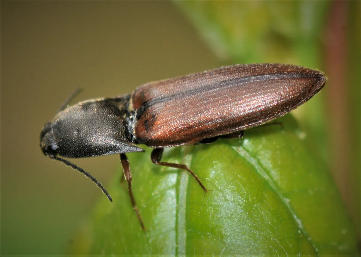 Click Beetles - photo 3
