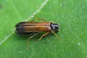 Sapwood Timberworm