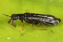 Sapwood Timberworm - photo 2