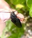 Elateropsis scabrosus - photo 2
