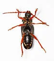 Elateropsis scabrosus - photo 4