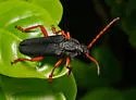 Elateropsis scabrosus - photo 5
