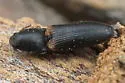 Elathous californicus
