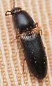 Elathous californicus - photo 2