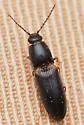 Elathous californicus - photo 3