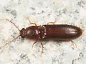 Elathous discalceatus