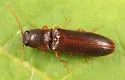 Elathous discalceatus - photo 2