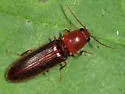 Elathous discalceatus - photo 4