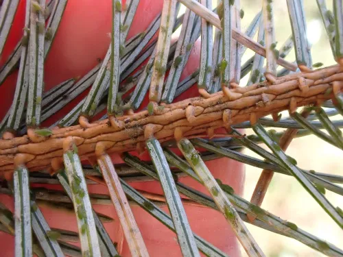 Elatobium abietinum