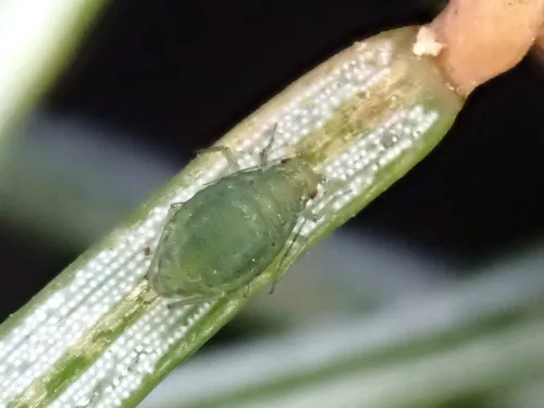 Elatobium abietinum - photo 2