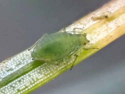 Elatobium abietinum - photo 4