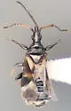 Elatophilus inimicus - photo 3