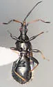 Elatophilus inimicus - photo 4