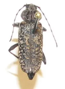 Elatotrypes hoferi - photo 2