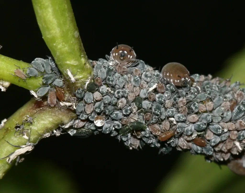 Elder Aphid - photo 2