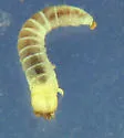 Eleates depressus
