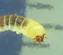 Eleates depressus - photo 2