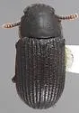 Eleates occidentalis - Eleates occidentalis