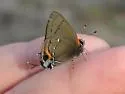 Fulvous Hairstreak - Hodges#4352
