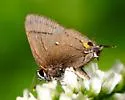 Fulvous Hairstreak - Hodges#4352 - photo 2