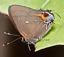 Fulvous Hairstreak - Hodges#4352 - photo 3
