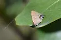 Fulvous Hairstreak - Hodges#4352 - photo 4