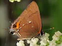 Fulvous Hairstreak - Hodges#4352 - photo 5