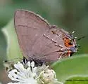 Orange-crescent Groundstreak - Hodges#4352.1 - Electrostrymon guzanta
