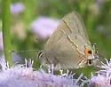 Ruddy Hairstreak - Hodges#4351