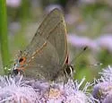 Ruddy Hairstreak - Hodges#4351 - photo 2
