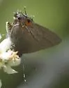 Ruddy Hairstreak - Hodges#4351 - photo 3