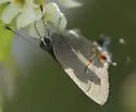 Ruddy Hairstreak - Hodges#4351 - photo 4