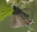 Ruddy Hairstreak - Hodges#4351 - photo 5