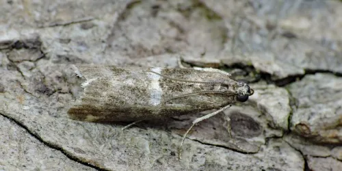 Elegia similella