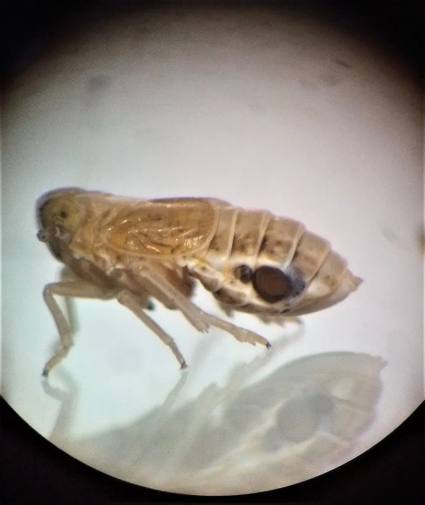 Elenchus maorianus - photo 2
